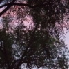 perfect twilight