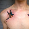Baden's swallows