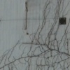 tree wall