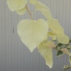 ivory teeth leaves