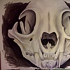 Bobcat Skull for Michael