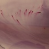 dye bath