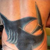 Andrew's badass shark