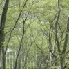 The colour of spring