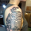 Linework owl