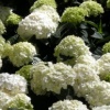 green snowballs