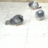 gathering