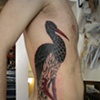 Black Stork