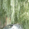 Nature Wins