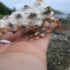 Cook Islands Crab