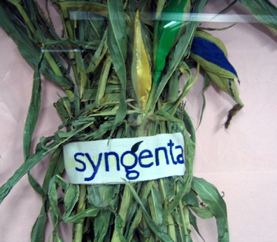 Syngenta Faja