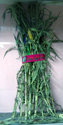 Dow AgroScience Faja