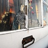 Marcia's Window, Detail