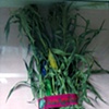 Dow AgroScience Faja