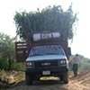 Loading the truck in South Puebla State