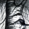 Birch II