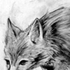 Coyote Sketch