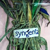 Syngenta Faja