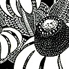 Rudbeckia Fulgida