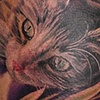 Lily the Cat