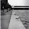lounging seagulls