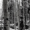 Aspen Trunks