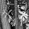 Cactus Lines