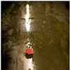 dropped carnation