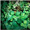 greens