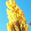 Treetops