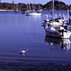 Sarasota Marina 