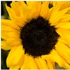 sunflower face