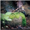 sprouts