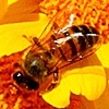 Yellowjacket