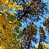 aspens from below
