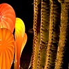 Chihuly - 1