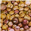 shallots