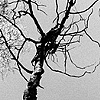 Tree Fingers