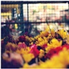 caged flowers