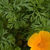 Little Yellow