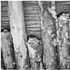 tuzigoot ceiling bark