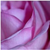 softness