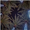 nighttime desert sky