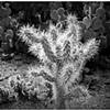 Cactus Glow