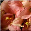 flower insides