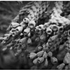 Cactus Buds