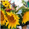 lonely sunflower