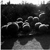 Cactus Shadow