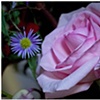 crisp petals