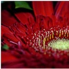 red's pollen